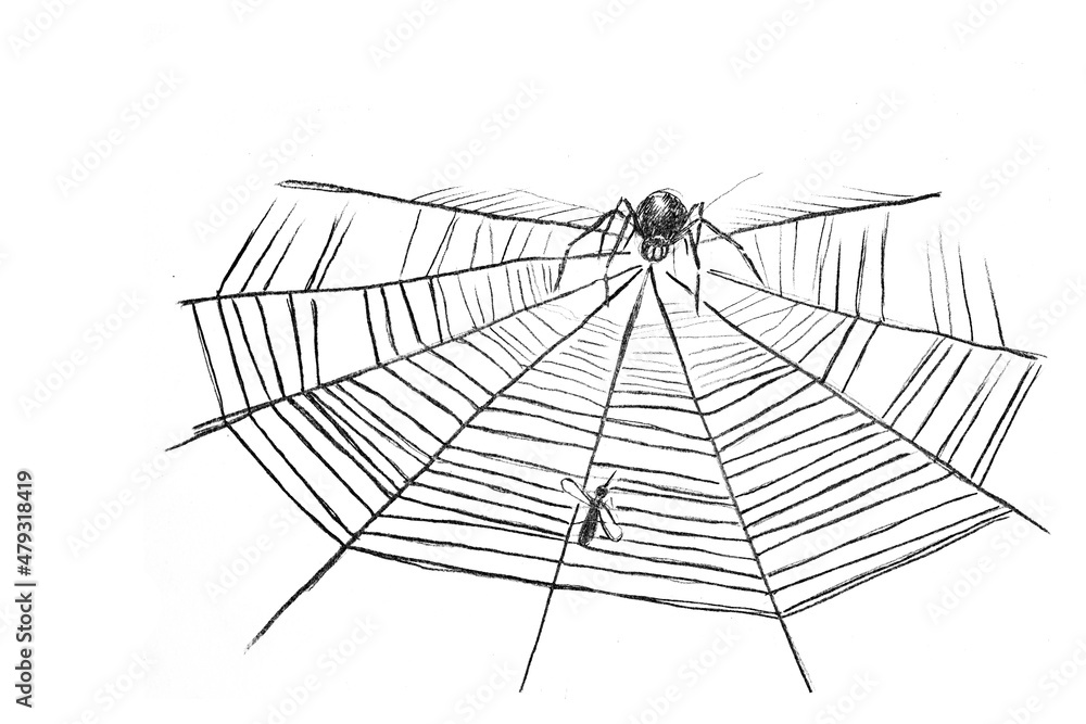 the spider sits on the web