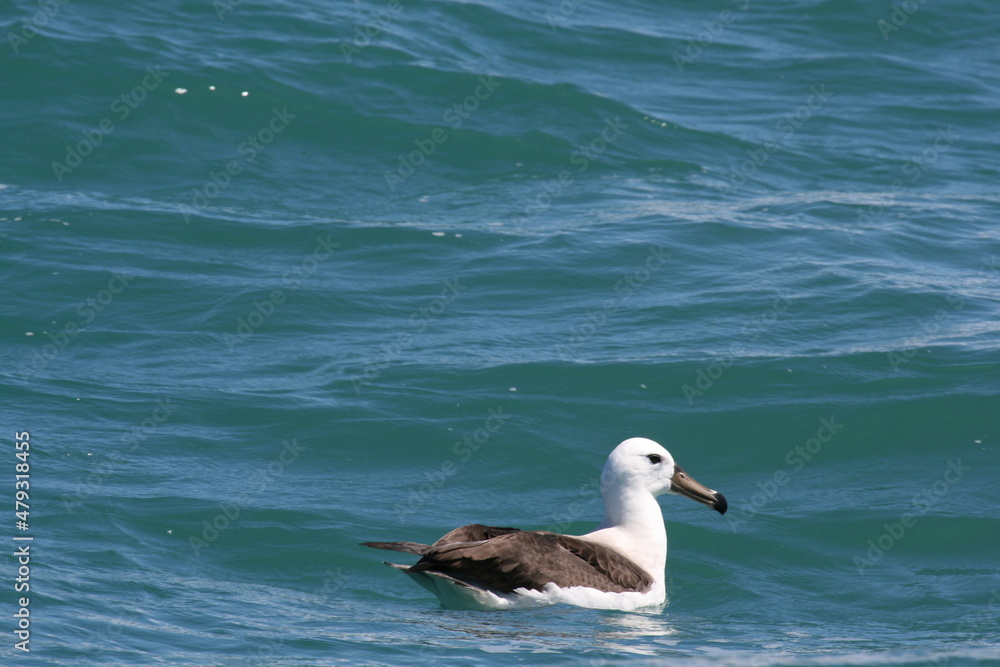 Albatros à sourcils noirs / Thalassarche melanophris - 2008 11 14 170702 Argentine - Puerto Deseado - 1069 Albatros à sourcils noirs / Thalassarche melanophris - 2008 11 14 170702 Argentine - Puerto Deseado - 1069