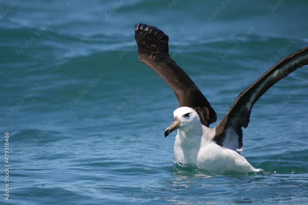 Fototapeta premium Albatros à sourcils noirs / Thalassarche melanophris - 2008 11 14 171037 Argentine - Puerto Deseado - 1098