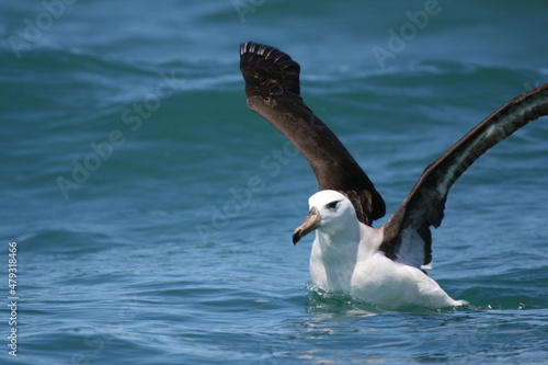 Albatros à sourcils noirs / Thalassarche melanophris - 2008 11 14 171037 Argentine - Puerto Deseado - 1098
