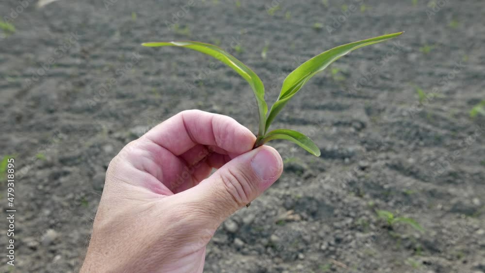 Farmer examining corn maize crop seedling in field, closeup of hand Farmer examining corn maize crop seedling in field, closeup of hand