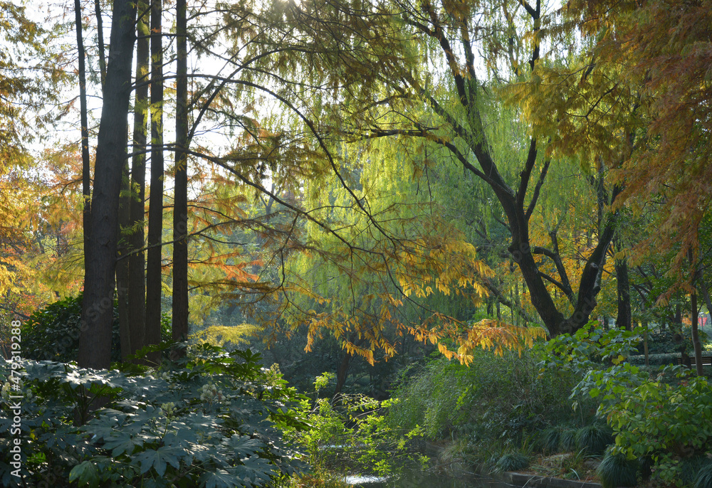 peaceful and calm woodland in the afternoon in autumn day 