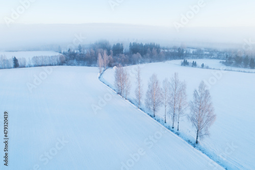 Aerial of Birches on a misty and frosty morning in Estonia, Northern Europe.