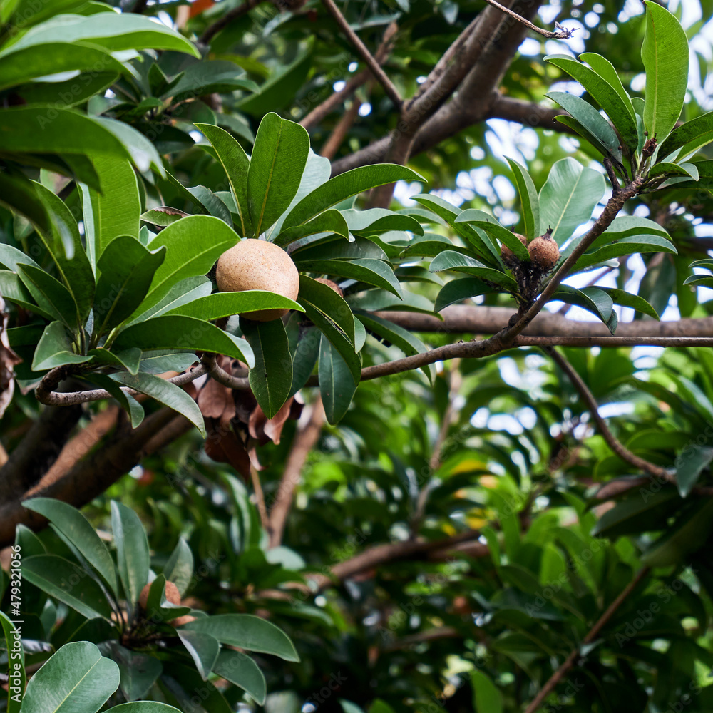 sapodilla fruit growing in the backyard sapodilla fruit growing in the backyard