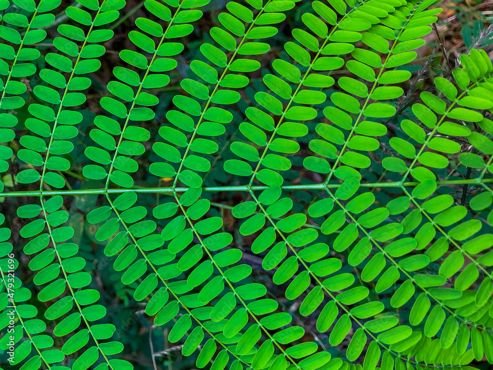 Obraz premium green background