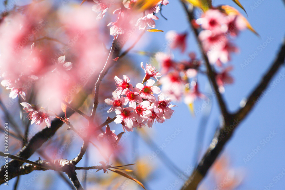 Wild Himalayan Cherry flowers or Sakura across blue sky Wild Himalayan Cherry flowers or Sakura across blue sky