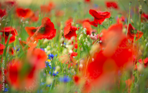 Beautiful poppies and other wild flowers in summer meadow