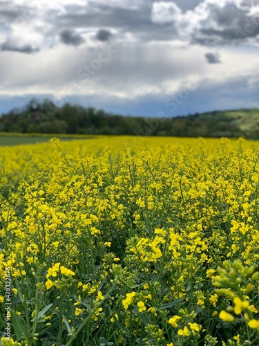 Rapsfeld © Yvonne