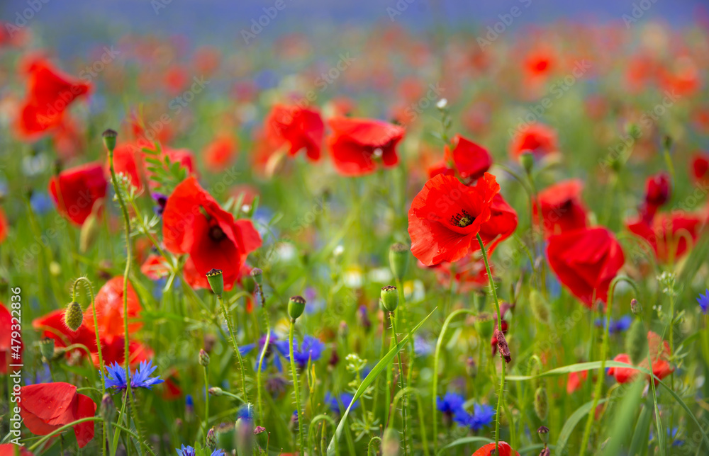 Naklejka premium Beautiful poppies and other wild flowers in summer meadow