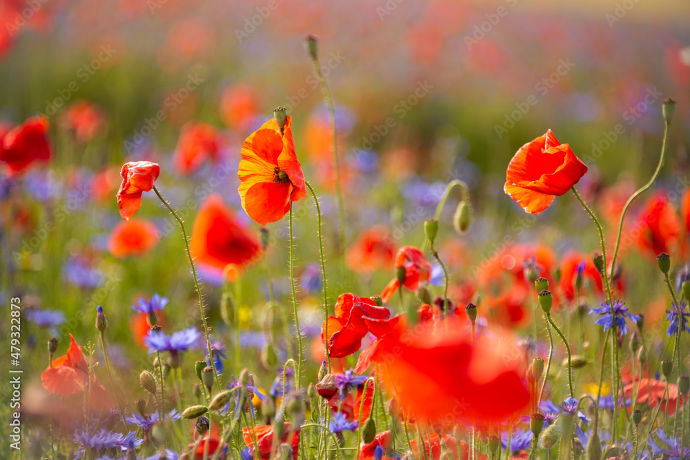 Obraz premium Beautiful poppies and other wild flowers in summer meadow