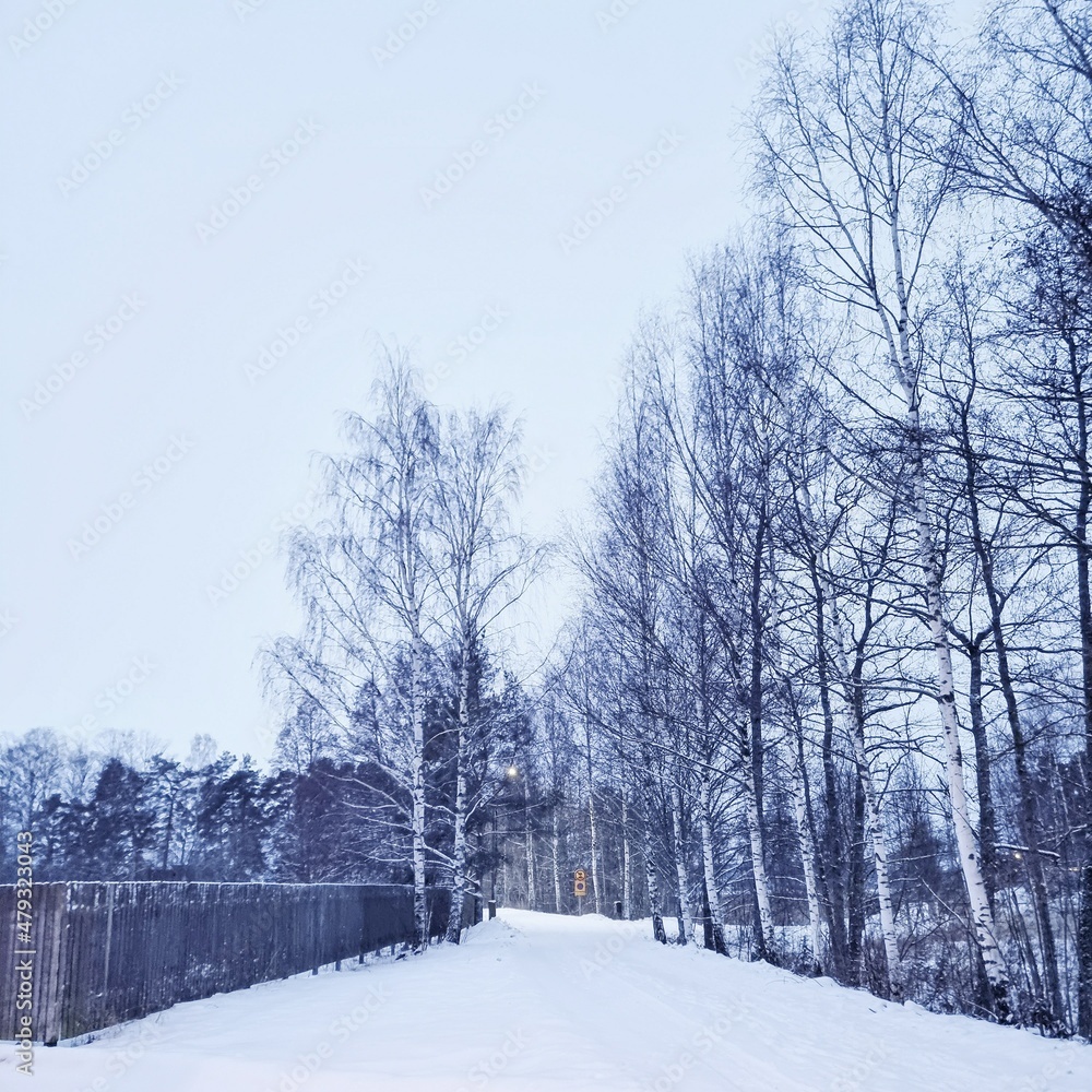 Fototapeta premium winter in the park