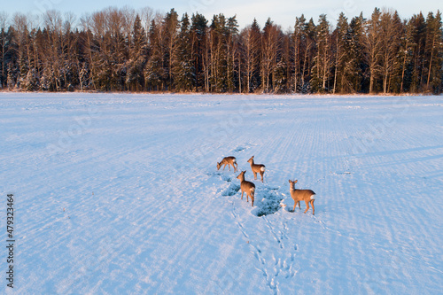Roe deer, Capreolus capreolus on a snowy field during wintertime sunset in Estonia, Northern Europe. 