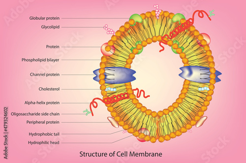 Fluid mosaic model of cell plasma membrane in biology (Singer Nicolson model of cell membrane)