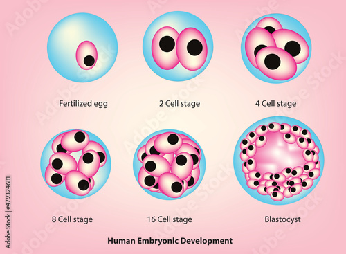 Main stages of Human embryonic development (fertilization, cleavage, blastula formation, gastrulation, and neurulation)