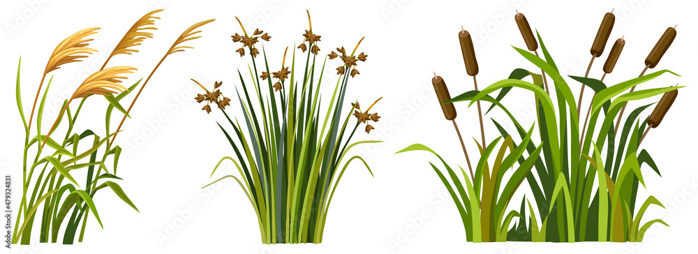 Marsh reed, grass. Set of swamp cattails. Vector bulrush for computer games isolated on white background. - obrazy, fototapety, plakaty 