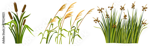 Marsh reed, grass. Set of swamp cattails. Vector bulrush for computer games isolated on white background.