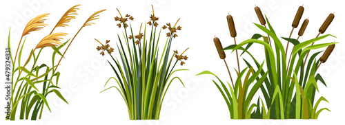 Marsh reed, grass. Set of swamp cattails. Vector bulrush for computer games isolated on white background. photo