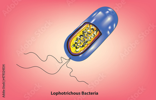 Biological illustration of Lophotrichous Bacteria with multiple flagella, Having multiple flagella located at the same point of single biological cell 