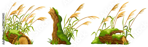 Stump in moss with reeds. Cartoon log, cattail in swamp jungle. Broken tree in fungus and bulrush. Isolated vector element on white background.