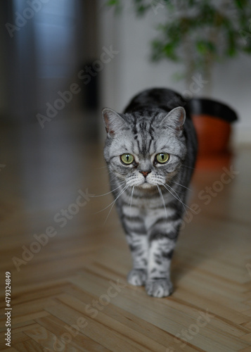 Beautiful british Shorthair silver tabby is a breed of short-haired cat. Probably the most popular variety in Europe. © Renatas