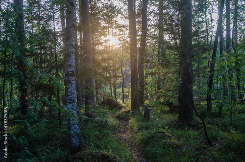 Fototapeta Naklejka Na Ścianę i Meble -  morning in the woods