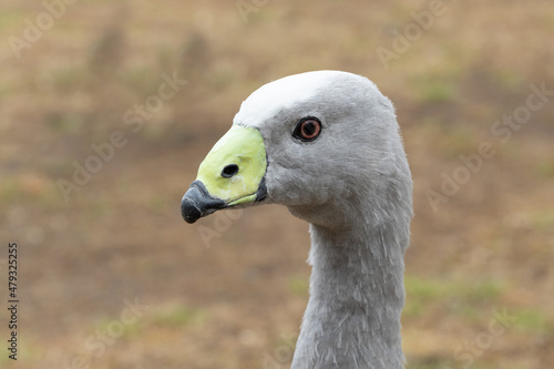 An australian Cape Barren Goose  cereopsis novaehollandiae  close up of head