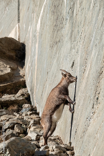 Alpine ibexes climb the steep walls to lick the saltpetre, an efflorescence that forms on concrete buildings. Italian alps