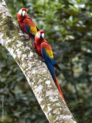 The Scarlet Macaw, Ara macao, is a large brightly colored parrot, Costa Rica