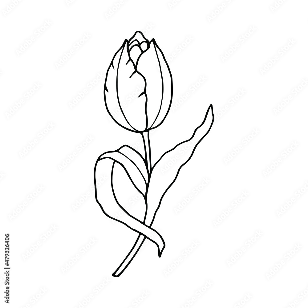 Tulip. Vector stock illustration eps10. Isolate on white background, outline, hand drawing.