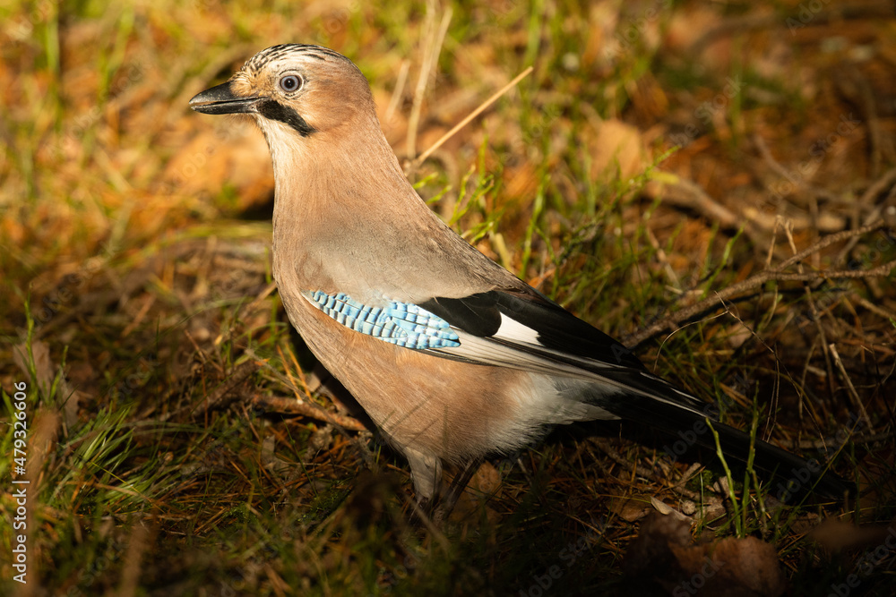 Obraz premium Beautiful Eurasian jay, Garrulus glandarius on the ground during a sunny autumn day in Estonian boreal forest.