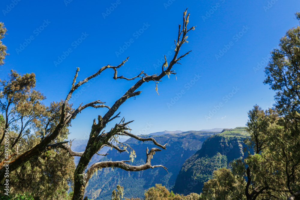 Amazing View to the Various Trees in the Simien Mountains Green Valley under Blue Sky near Gondar, Northern Ethiopia Amazing View to the Various Trees in the Simien Mountains Green Valley under Blue Sky near Gondar, Northern Ethiopia