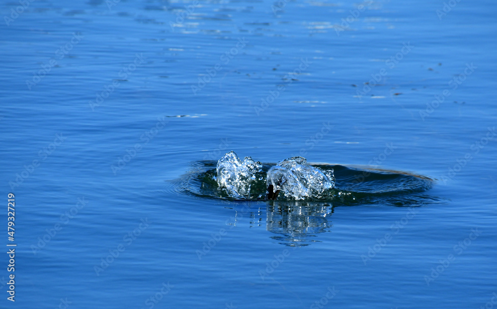 Fototapeta premium 다이빙 물의 파장 