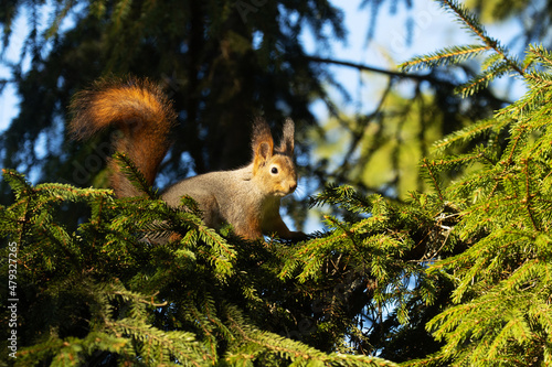Red squirrel  Sciurus vulgaris staring at a trespasser from Spruce branches during a sunny autumn evening in a boreal forest. 