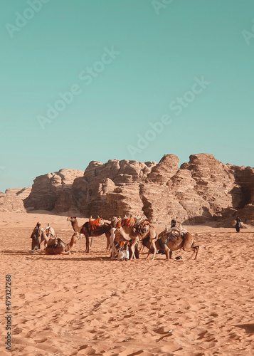camel in the desert © vineet