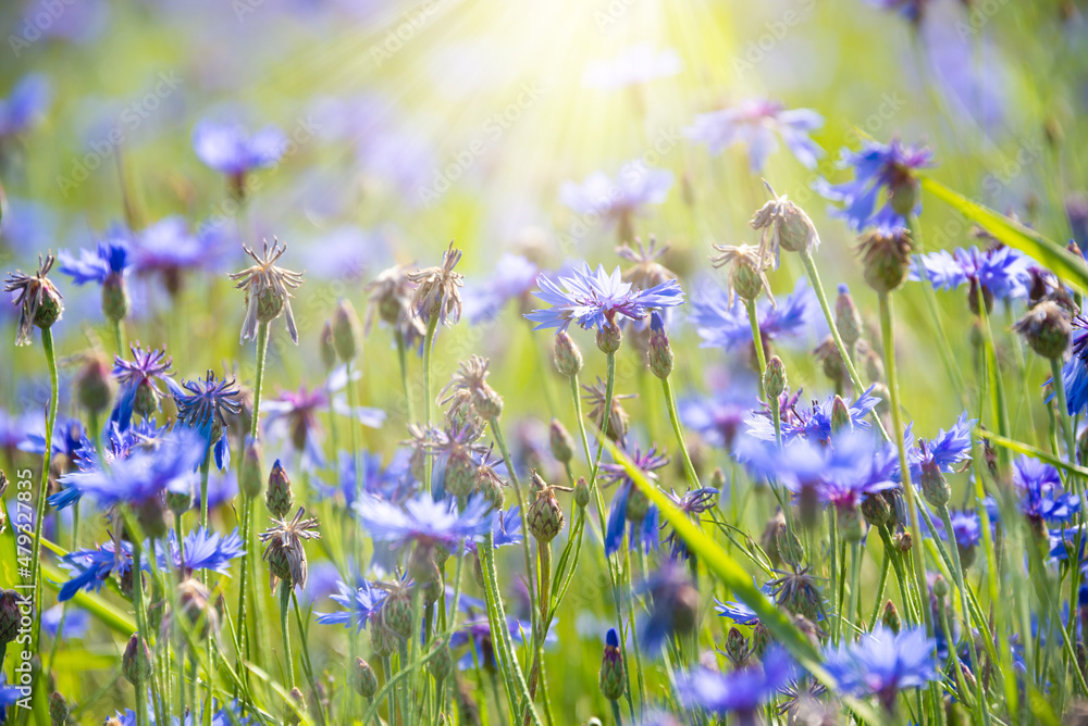Fototapeta premium Beautiful blue corn flowers and other wild flowers in summer meadow