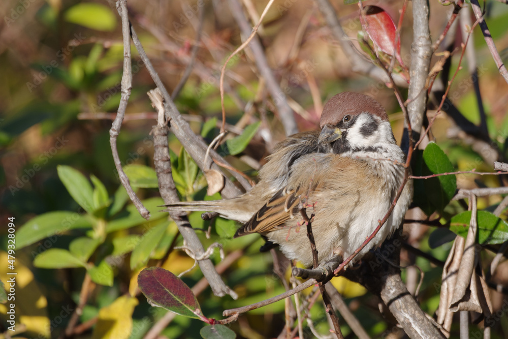 Obraz premium スズメ 東京、赤坂にある東京ミッドタウン