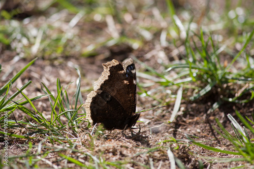 Butterfly sitting on the ground in the sun
