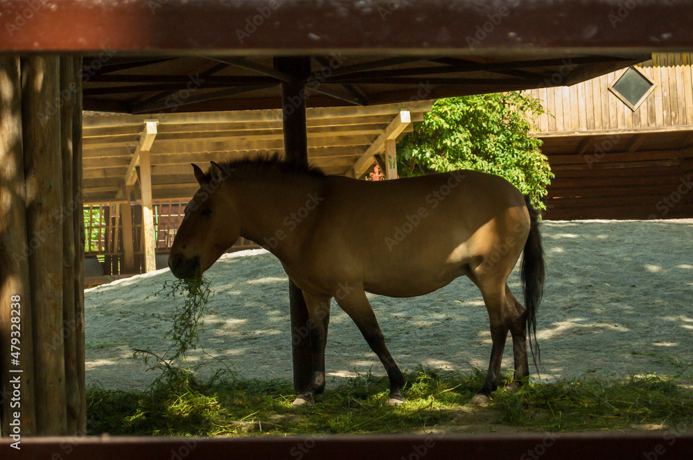 Brown horse at the farm eating hay