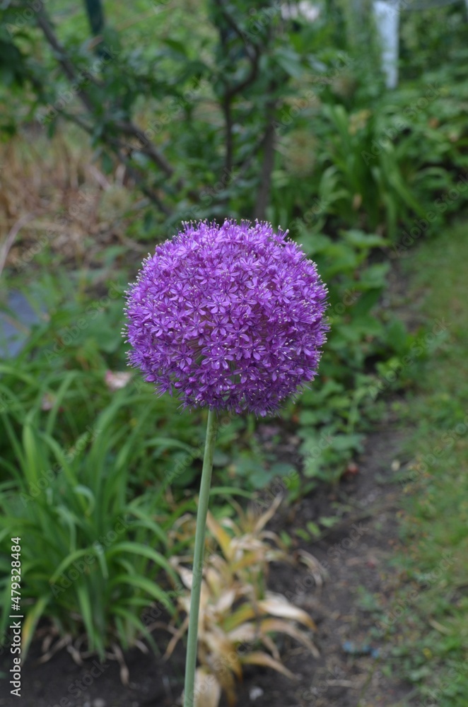 Blooming purple onion, scientific name Allium giganteum Blooming purple onion, scientific name Allium giganteum