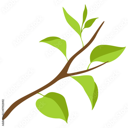 Illustration of branch with green leaves. Spring or summer twig.