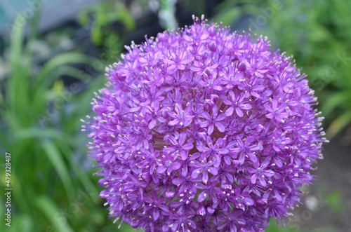 Blooming purple onion  scientific name Allium giganteum