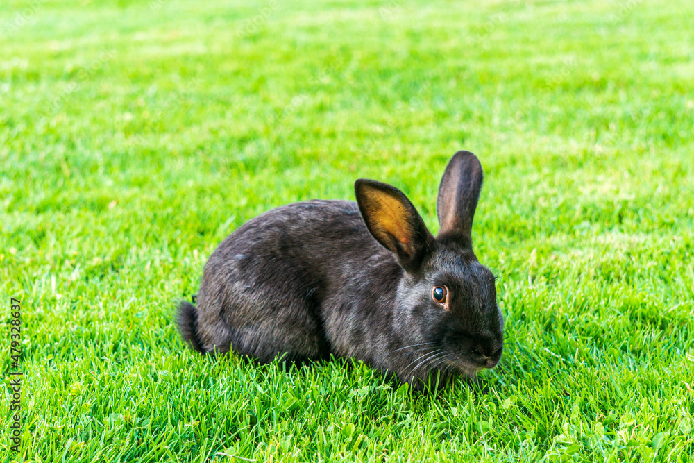 Little black rabbit on the green grass eating in summer Easter celebration beautiful pet animal Little black rabbit on the green grass eating in summer Easter celebration beautiful pet animal