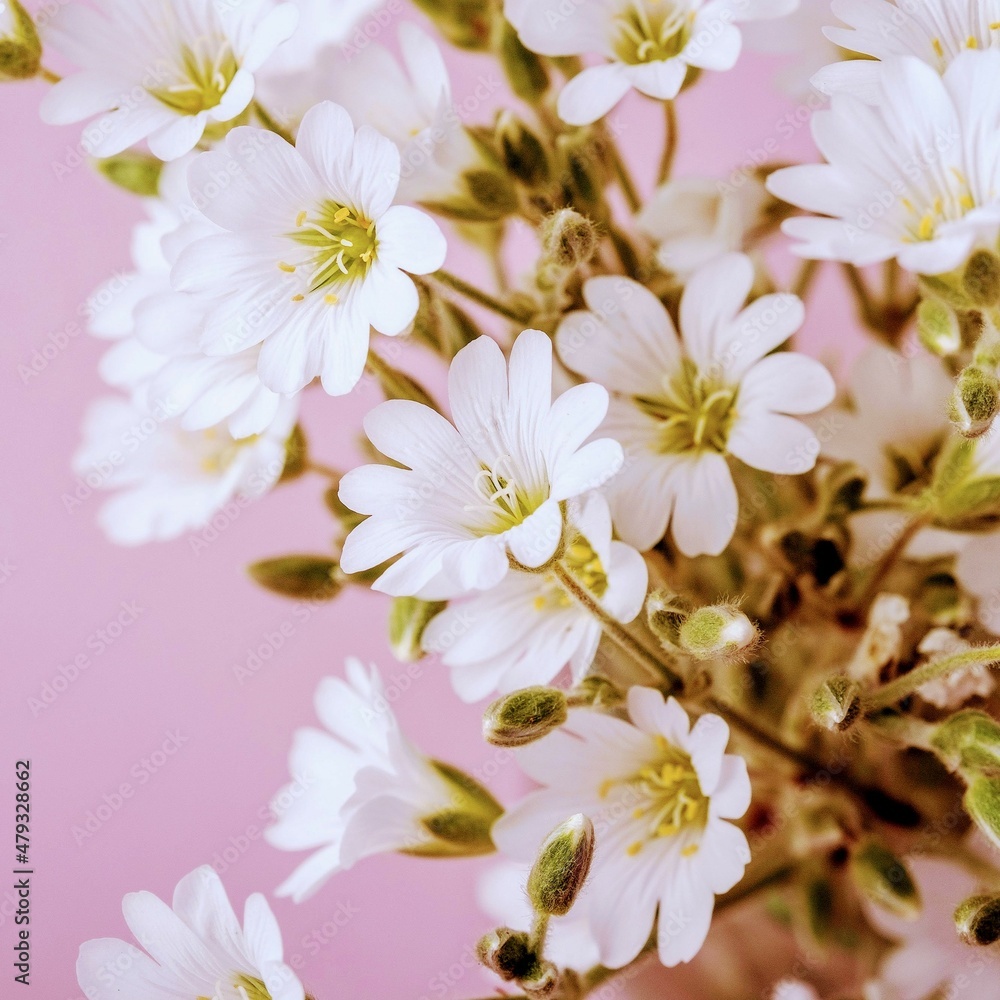 Obraz premium blossom