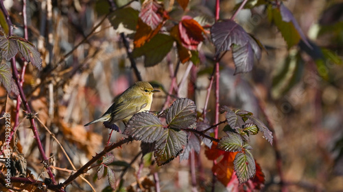 Lui piccolo posato tra le foglie rosse del cespuglio, in inverno photo