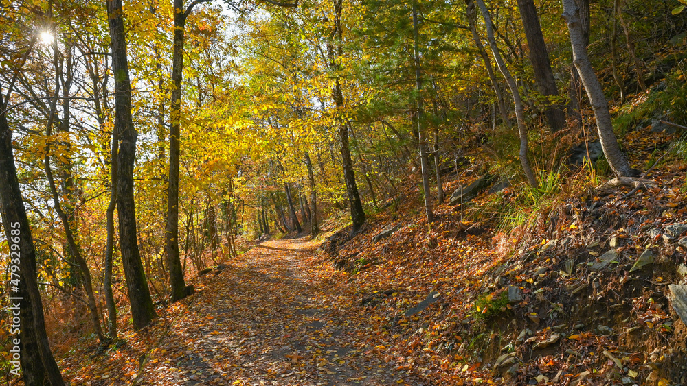 Naklejka premium Paesaggio autunnale tra i boschi, con foglie colorate di giallo e arancione