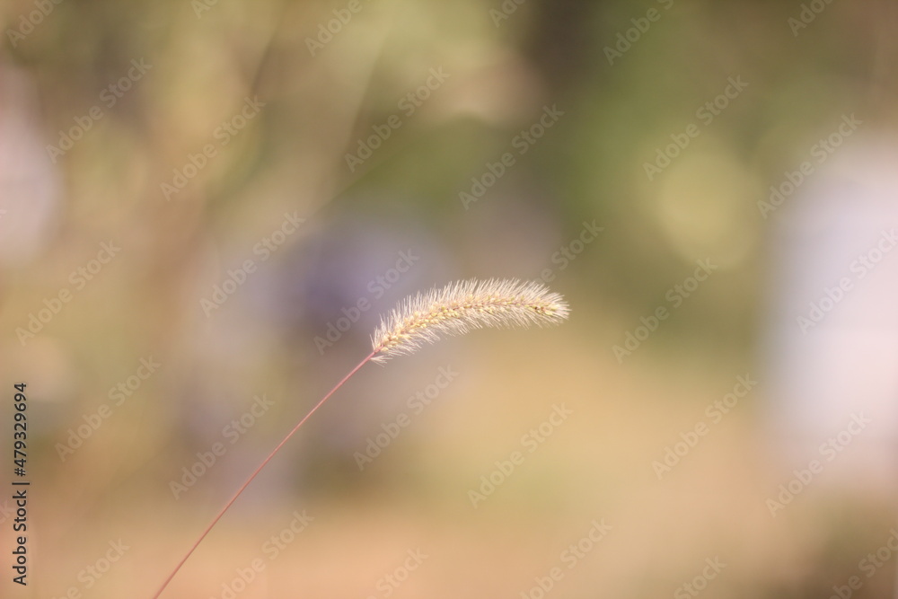 close up of a dandelion close up of a dandelion