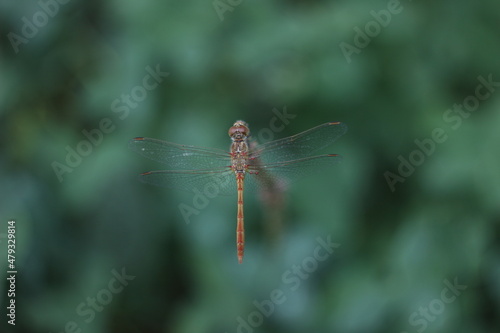 dragonfly on a branch © Филипп Бабенко