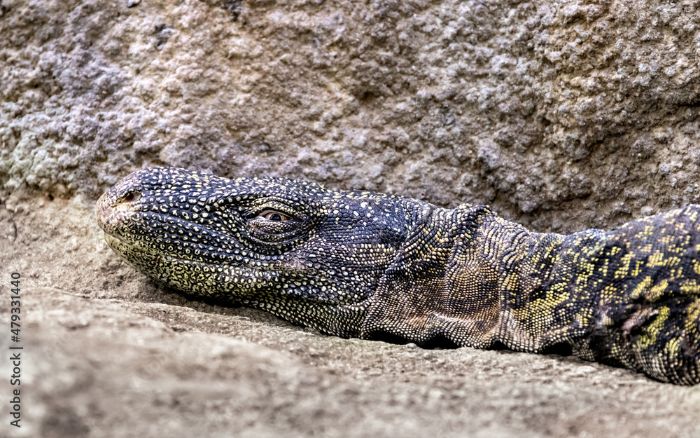 Obraz premium Crocodile monitor lizard, varanus salvitor, closeup of head and upper body against a stone background.