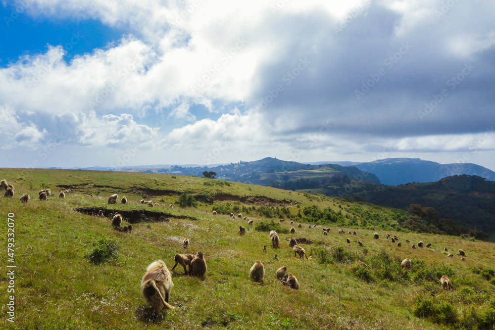 Large Group of Endemic Gelada Baboons, also called bleeding-heart monkey, living in the Ethiopian Highlands only, Simien Mountains, Northern Ethiopia 