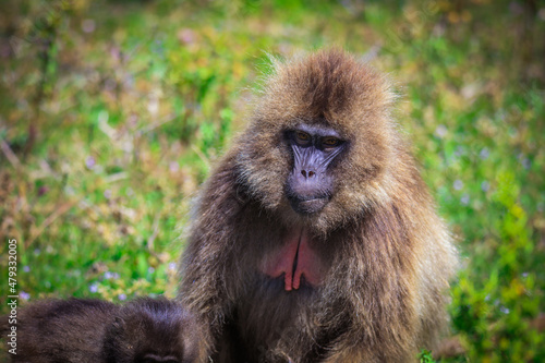 Close up portraits of Endemic Gelada Baboons, also called bleeding-heart monkey, living in the Ethiopian Highlands only, Simien Mountains, Northern Ethiopia 